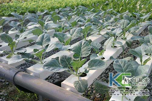 無土栽培,無土栽培技術,營養(yǎng)液膜無土栽培