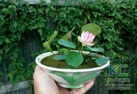 無土栽培，無土栽培技術，無土栽培設備