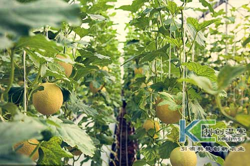 無(wú)土栽培，無(wú)土栽培技術(shù)，無(wú)土栽培設(shè)備