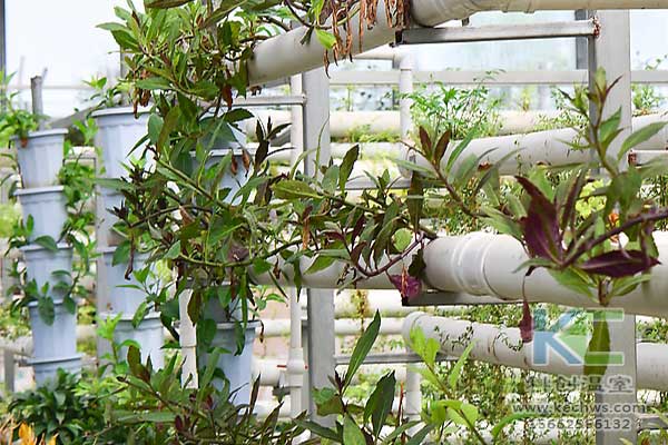 無土栽培，無土栽培技術，無土栽培營養液