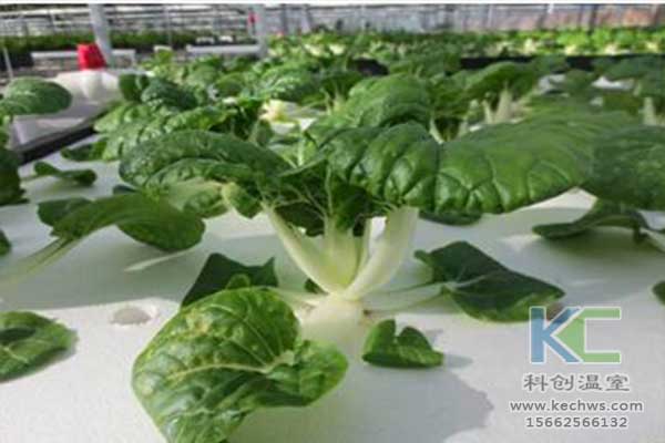 無土栽培，無土栽培技術，無土栽培設備