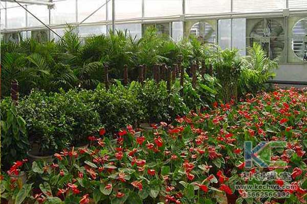 無土栽培，無土栽培技術，無土栽培設備