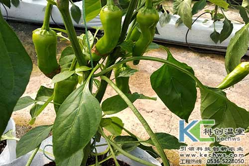 無土栽培，無土栽培技術，無土栽培設備