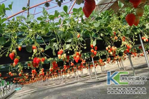 無土栽培，無土栽培技術，無土栽培設備