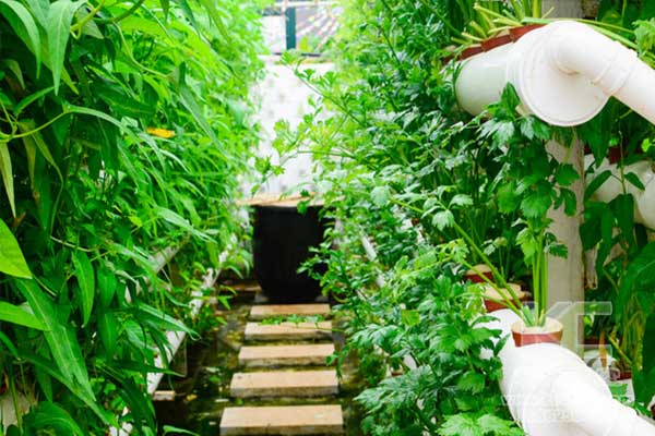 無(wú)土栽培，無(wú)土栽培技術(shù)，無(wú)土栽培設(shè)備