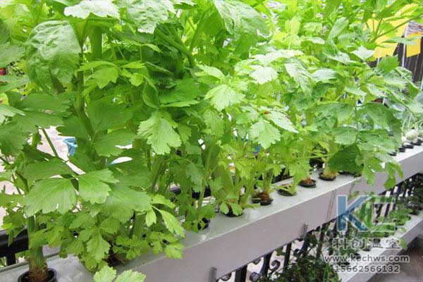 無土栽培，無土栽培技術，無土栽培設備