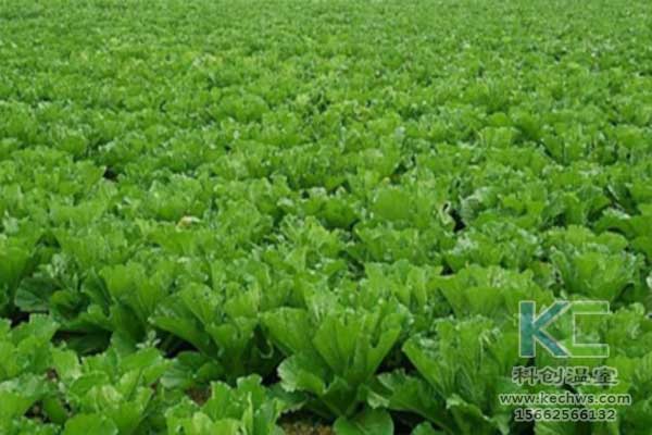 無土栽培，無土栽培技術(shù)，無土栽培設備