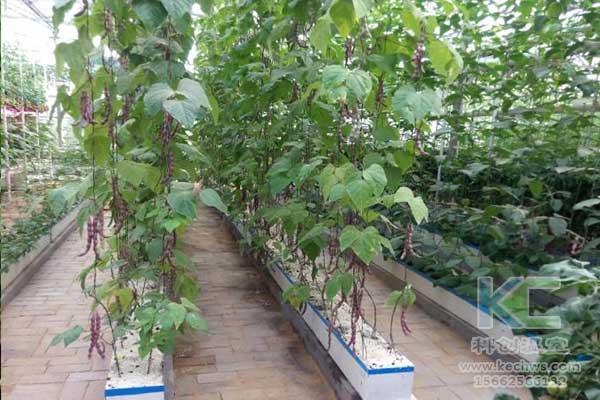 無土栽培，無土栽培技術，無土栽培設備