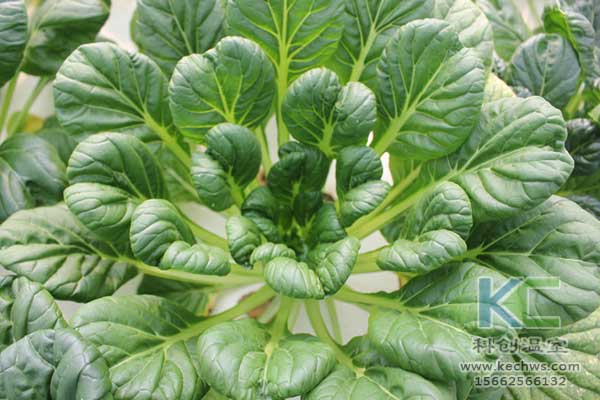 無(wú)土栽培，無(wú)土栽培技術(shù)，無(wú)土栽培設(shè)備