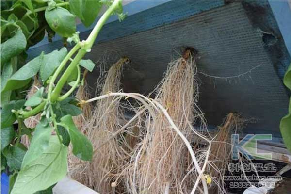 無(wú)土栽培，無(wú)土栽培技術(shù)，無(wú)土栽培設(shè)備