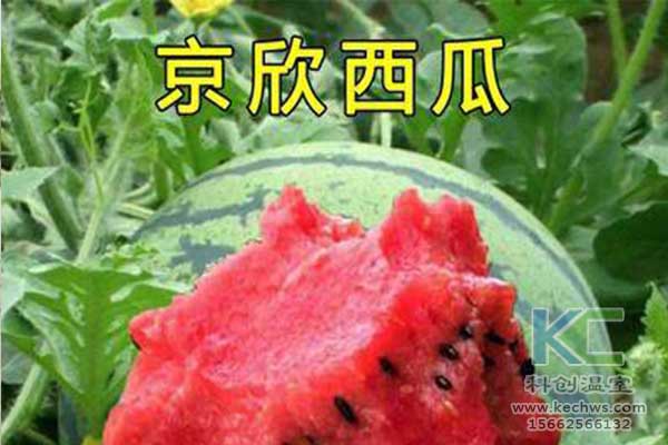 無土栽培，無土栽培技術，無土栽培設備