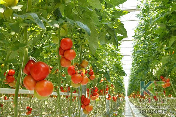 無土栽培，無土栽培技術(shù)