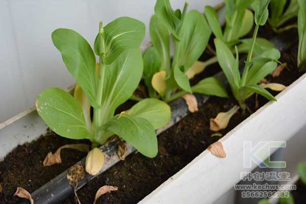 無土栽培，無土栽培技術