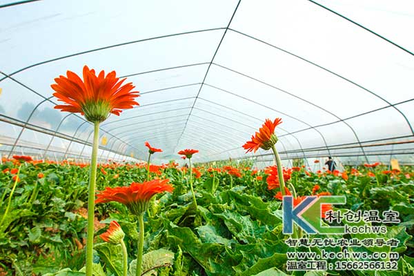 無(wú)土栽培,無(wú)土栽培花卉,無(wú)土栽培技術(shù)