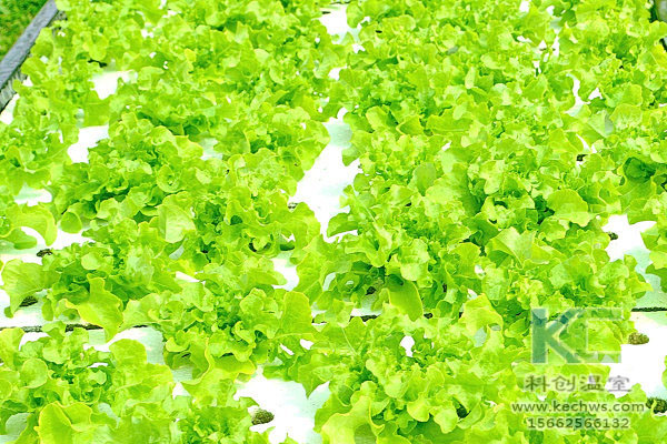 無土栽培，無土栽培技術，無土栽培設備