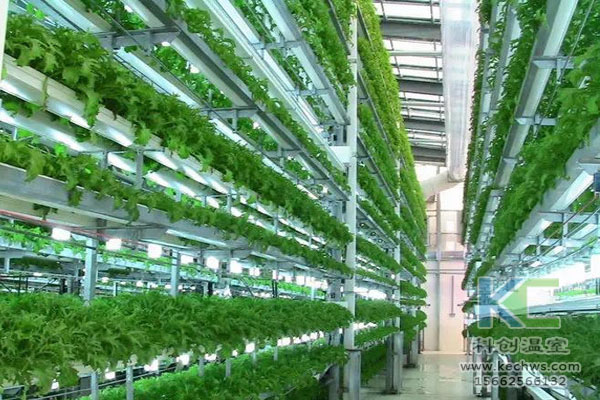 無土栽培，無土栽培技術(shù)，溫室大棚，無土栽培蔬菜
