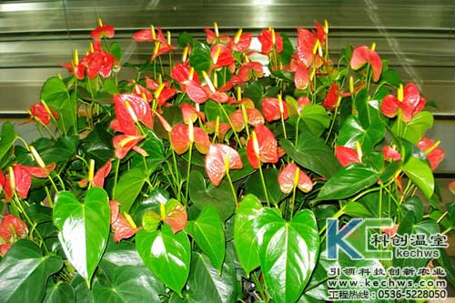 無(wú)土栽培，無(wú)土栽培技術(shù)，無(wú)土栽培設(shè)備