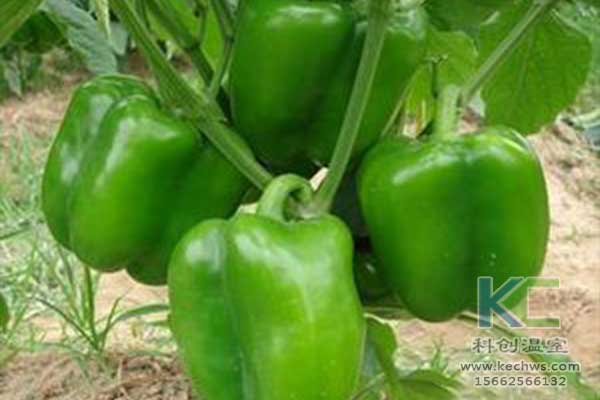 無土栽培，無土栽培技術