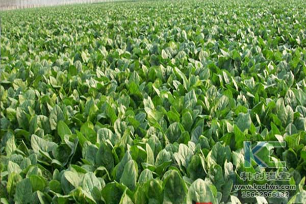 無(wú)土栽培，無(wú)土栽培技術(shù)，無(wú)土栽培設(shè)備