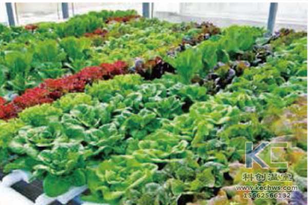 無土栽培，無土栽培技術(shù)，無土栽培設(shè)備