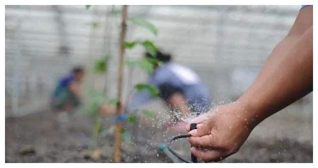 無土栽培,無土栽培技術(shù),無土栽培設(shè)備