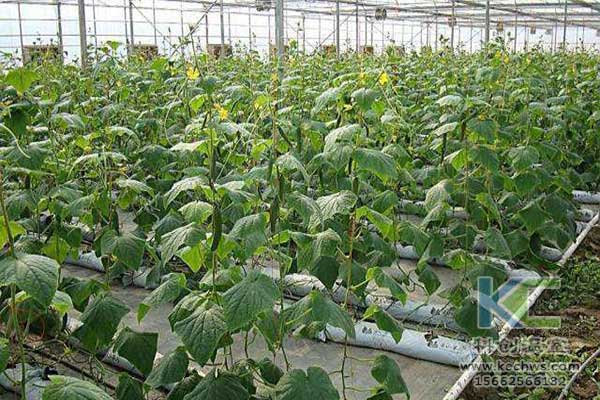無土栽培，無土栽培技術，無土栽培設備