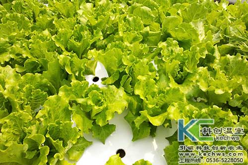 無土栽培，無土栽培技術(shù)，無土栽培設(shè)備