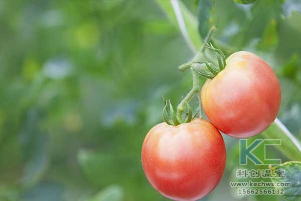 無土栽培，無土栽培技術