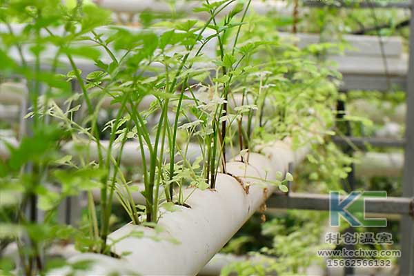 無土栽培，無土栽培技術，無土栽培設備