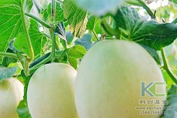 無土栽培，無土栽培技術，無土栽培設備