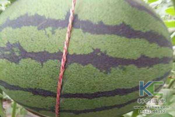 無土栽培，無土栽培技術，無土栽培設備