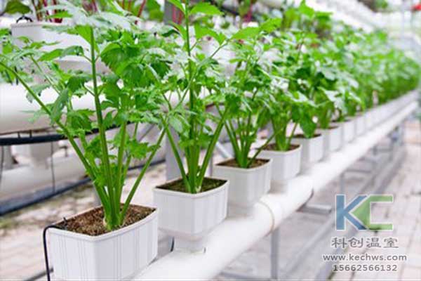 無土栽培，無土栽培技術，無土栽培設備