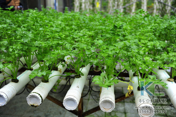 無土栽培,無土栽培技術,無土栽培設備