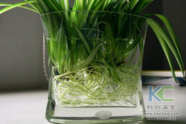 無土栽培,無土栽培技術,無土栽培設備