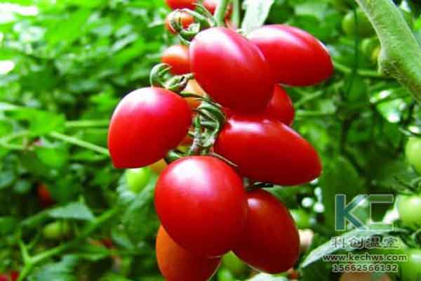 無(wú)土栽培技術(shù)，蔬菜大棚建設(shè)，溫室大棚，無(wú)土栽培