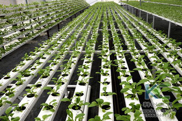 無土栽培技術(shù)，魚菜共生系統(tǒng)，無土栽培，溫室大棚