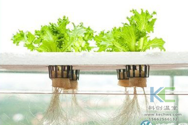 有機蔬菜栽培，無土栽培技術(shù)，無土栽培，溫室大棚