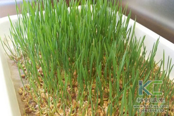 無(wú)土栽培技術(shù)，無(wú)土栽培設(shè)備，無(wú)土栽培，溫室大棚