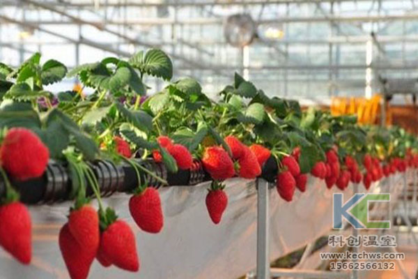 無土栽培，無土栽培技術，無土栽培設備