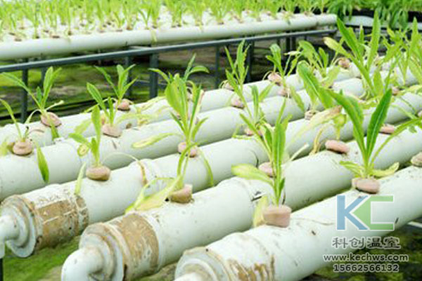 無土栽培技術(shù)，魚菜共生系統(tǒng)，無土栽培，溫室大棚