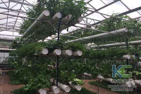 無(wú)土栽培技術(shù)，無(wú)土栽培，溫室大棚，基質(zhì)栽培