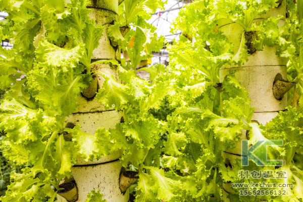 無土栽培，無土栽培技術，無土栽培設備