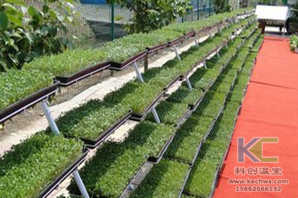 有機蔬菜栽培，無土栽培技術(shù)，無土栽培，溫室大棚