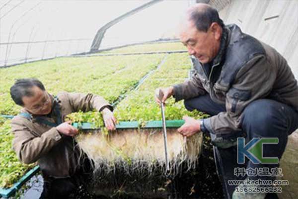 無土栽培，無土栽培技術，無土栽培設備