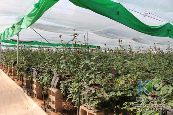 無土栽培，無土栽培技術，無土栽培設備