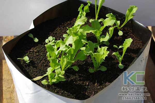 無土栽培，無土栽培技術(shù)，無土栽培設(shè)備