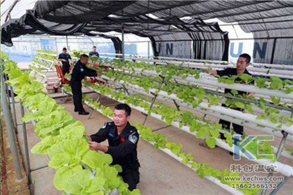 無土栽培，無土栽培技術，無土栽培設備