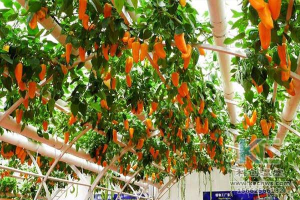 無土栽培，無土栽培技術，無土栽培設備