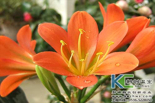 無土栽培,無土栽培技術,無土栽培設備