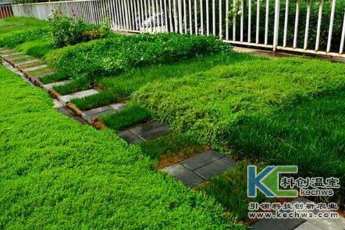 無(wú)土栽培,無(wú)土栽培技術(shù),花卉